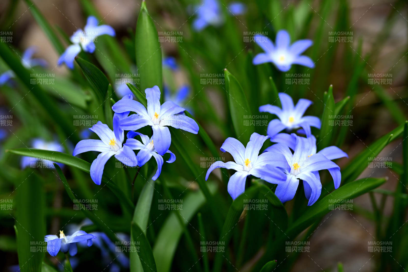 藍(lán)花綻放春意濃