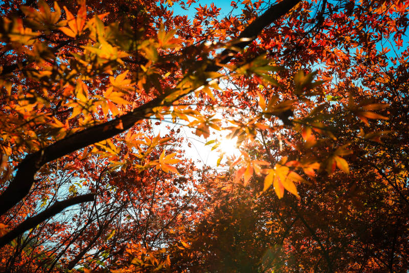 秋叶映日