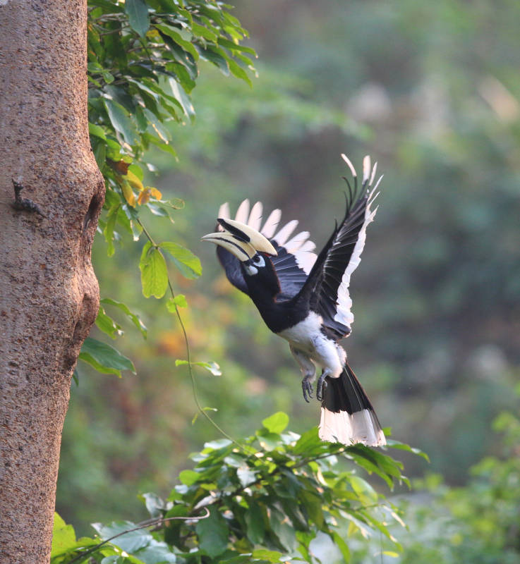 花冠皱盔犀鸟飞翔