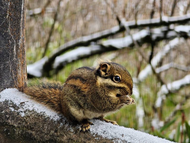 松鼠雪中觅食