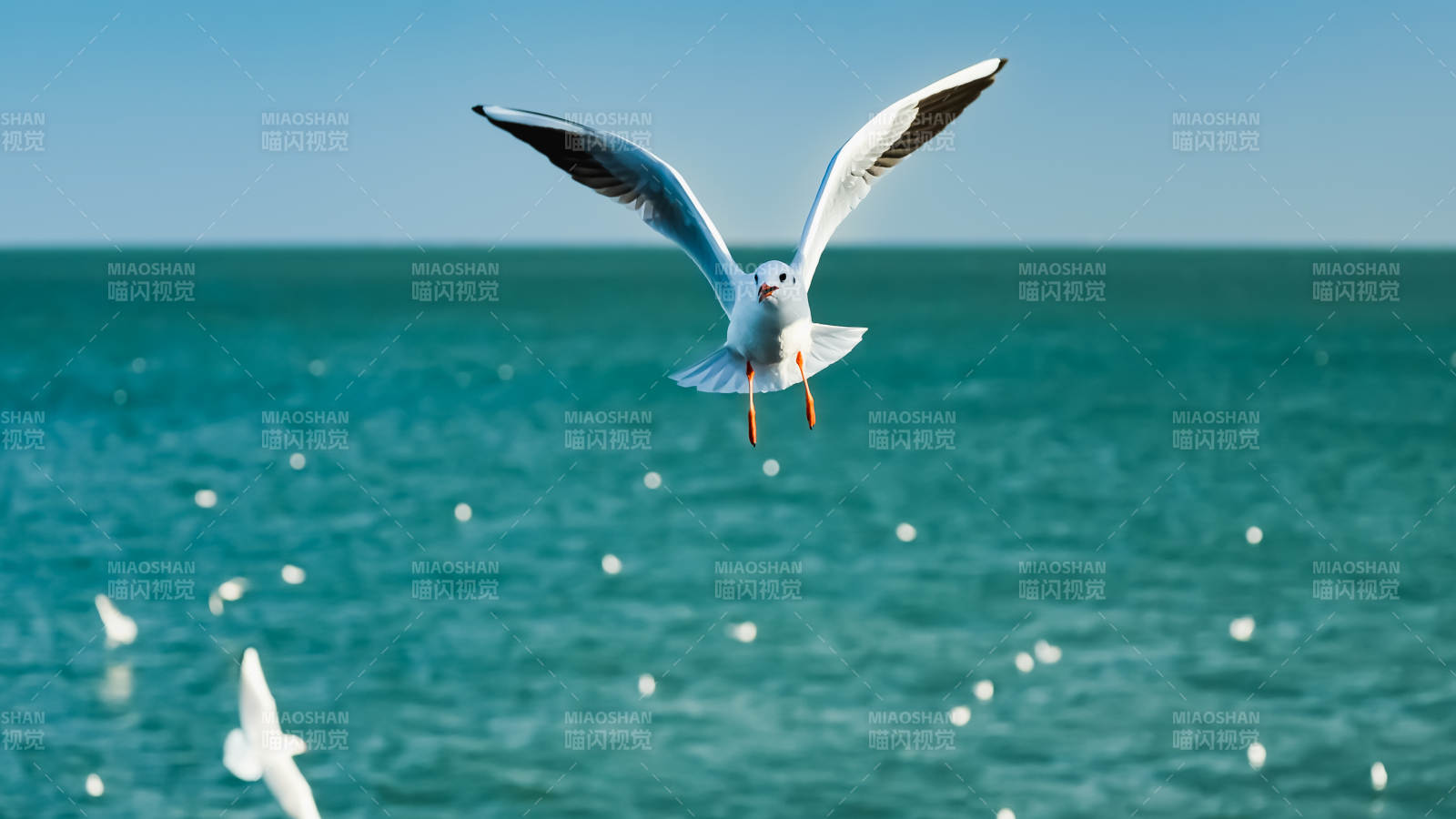 海鸥翱翔碧海蓝天