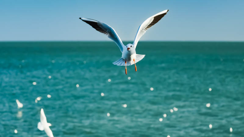 海鸥翱翔碧海蓝天