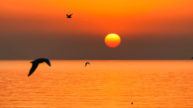 夕阳海鸟飞翔