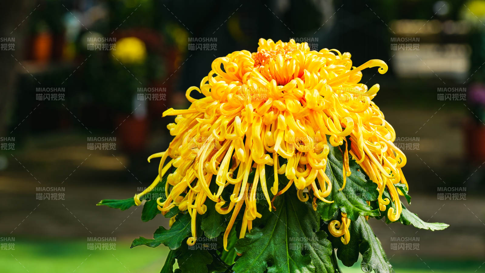 金菊绽放-摄影图