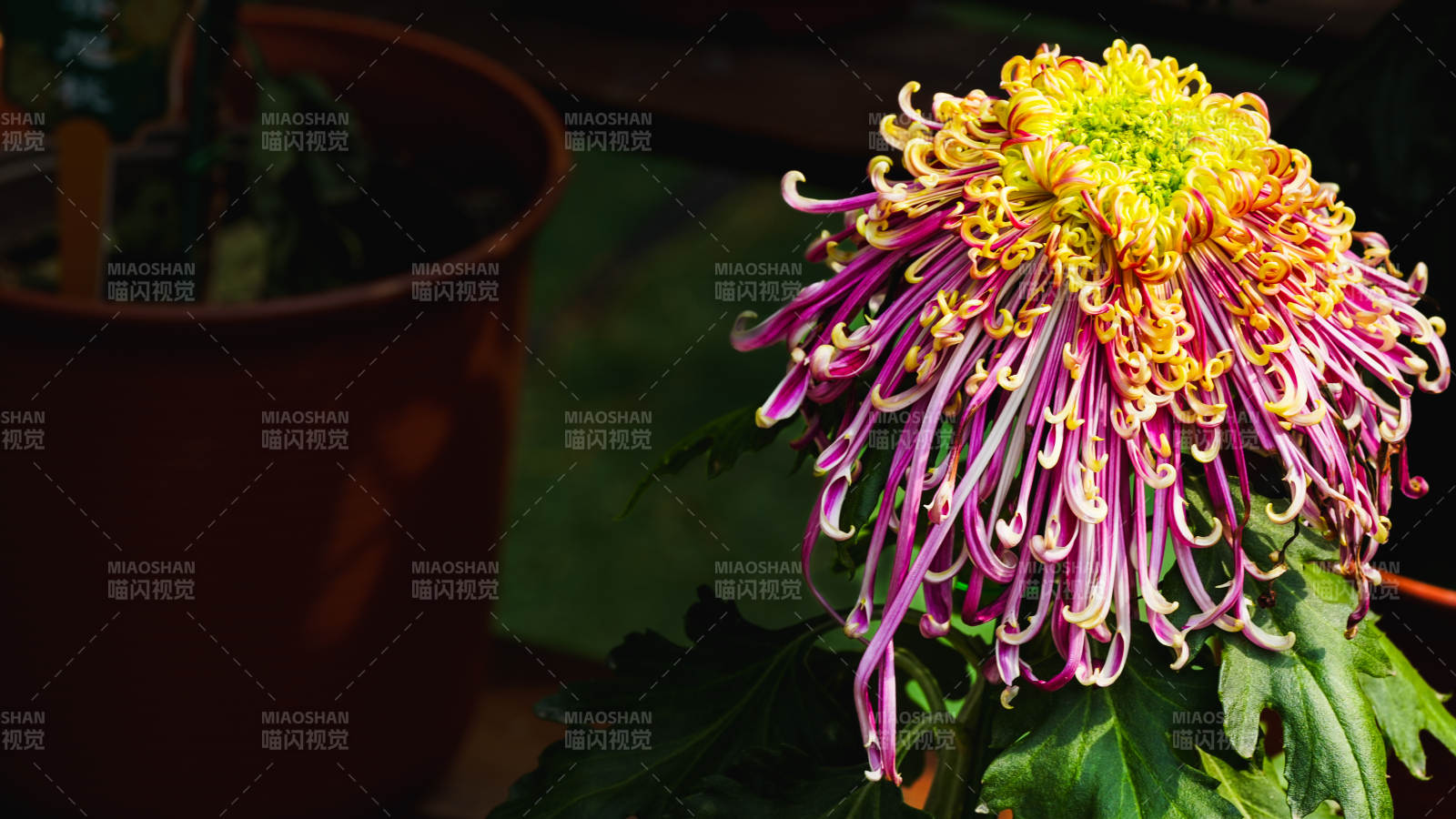 菊花綻放 色彩斑斕