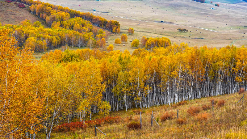乌兰布统秋林金黄 山野如画