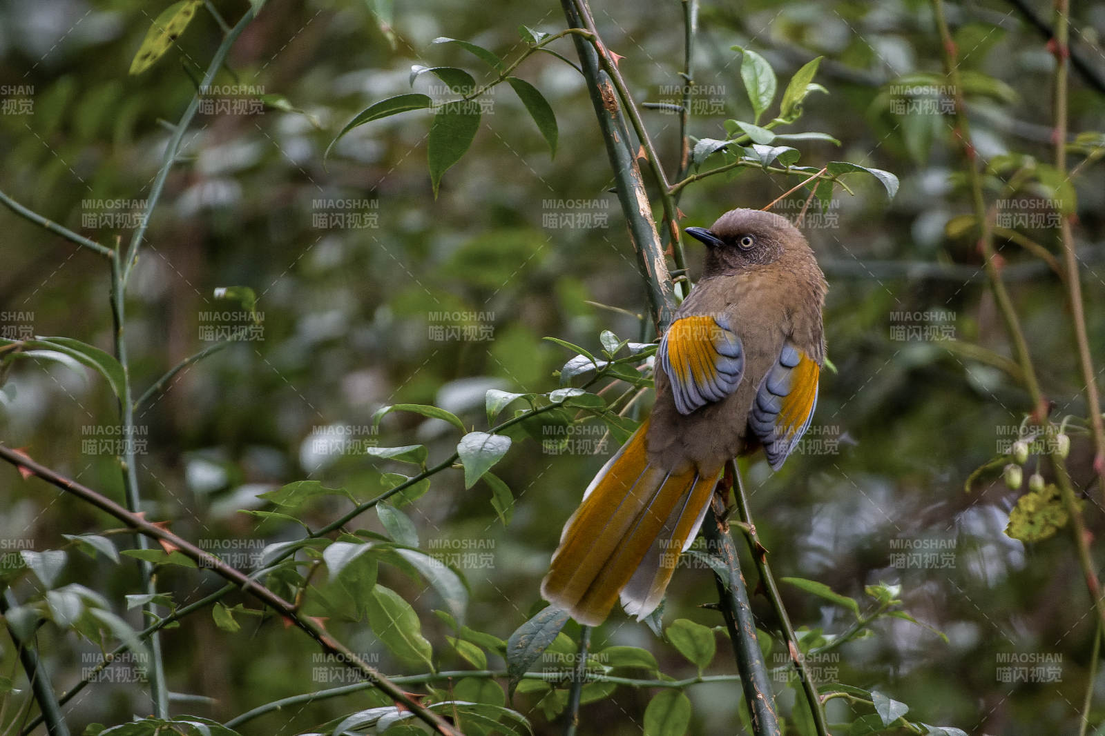 橙翅噪鹛栖息枝头