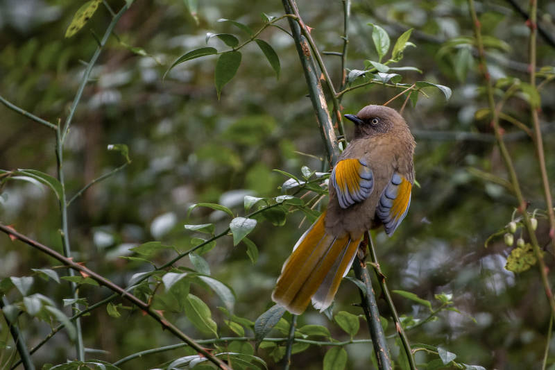 橙翅噪鹛栖息枝头