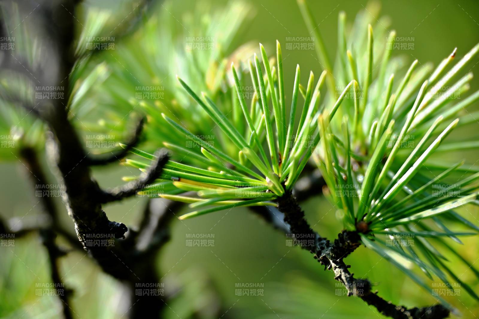 松針特寫