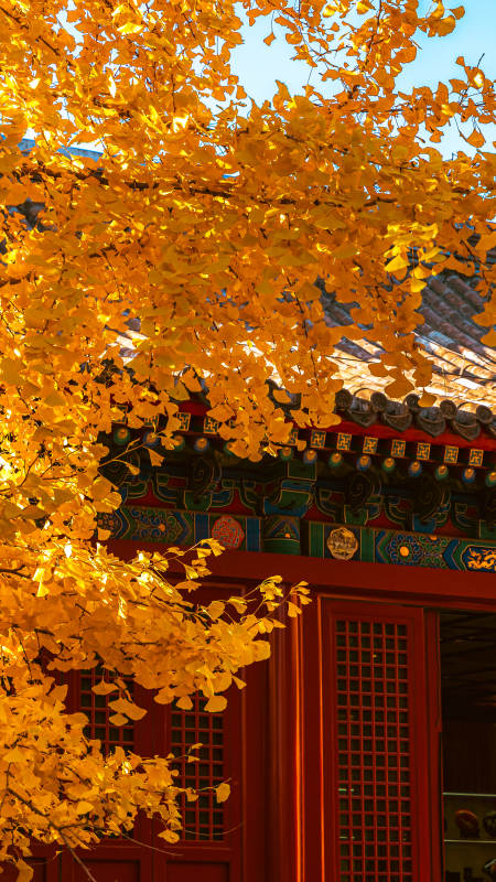 秋叶映古檐