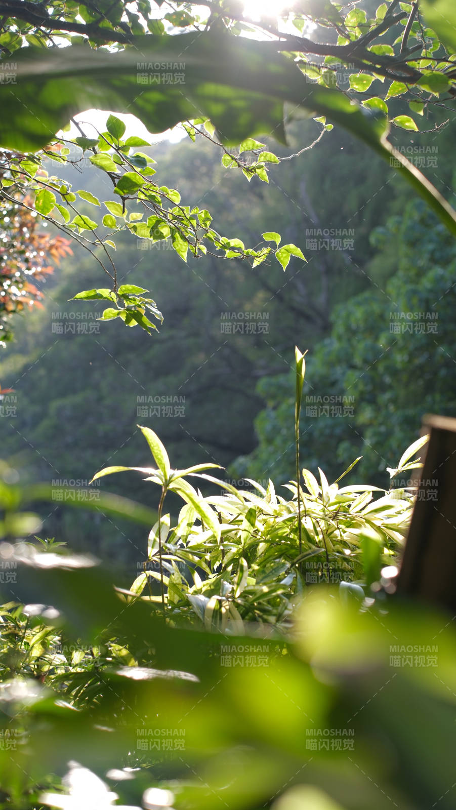 綠意盎然的森林一角