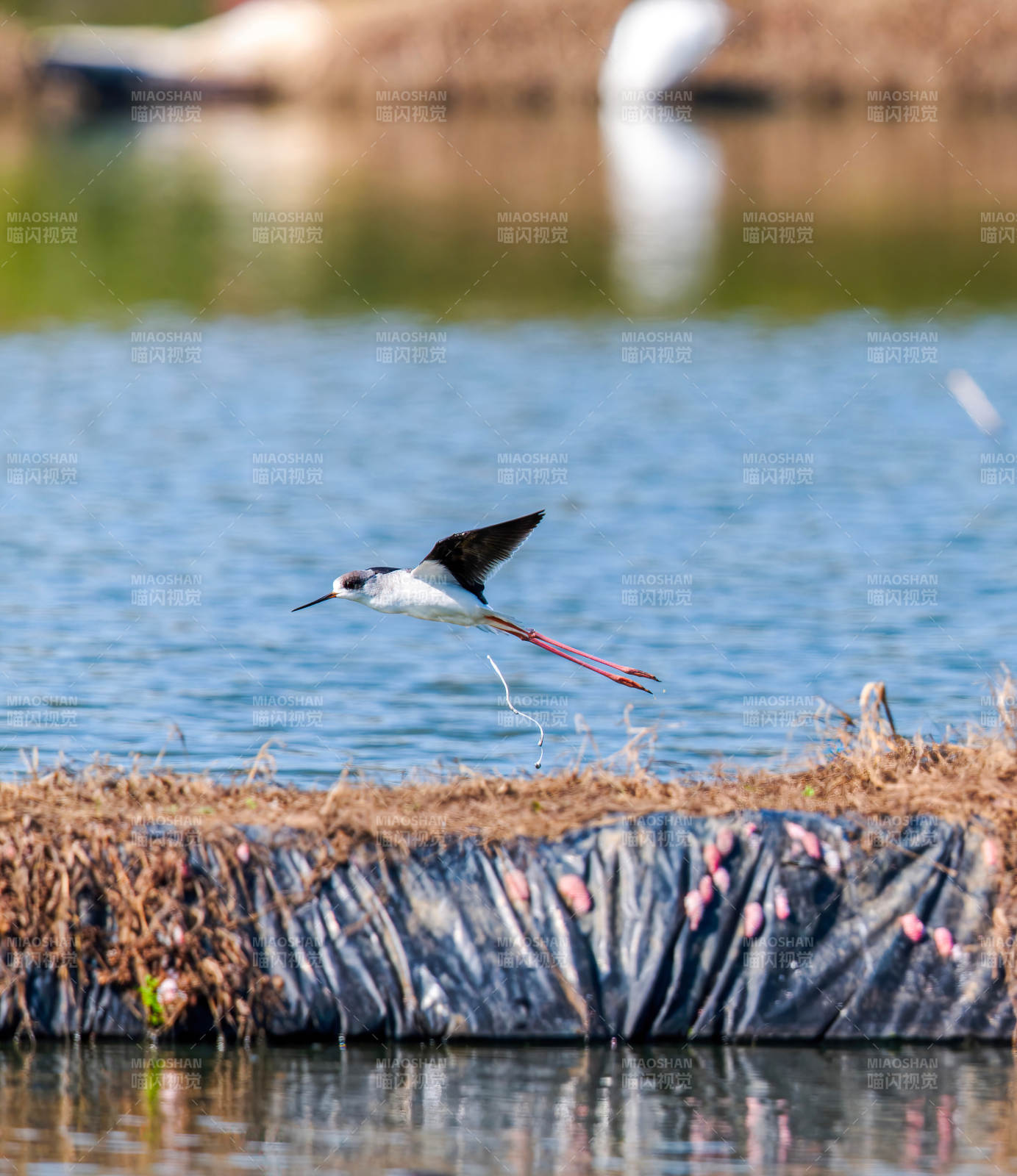 黑翅長(zhǎng)腳鷸飛翔
