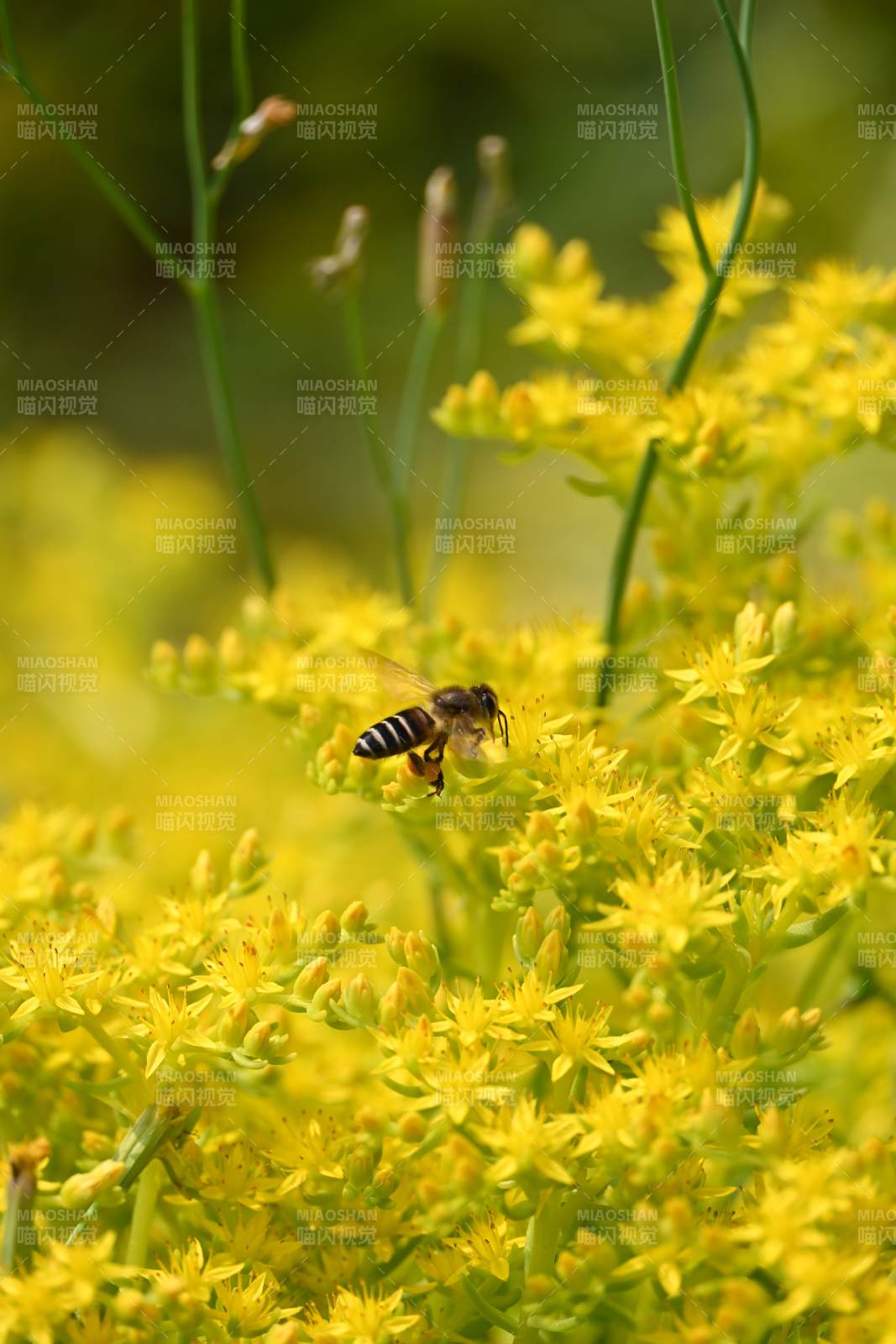 蜜蜂采蜜花叢中