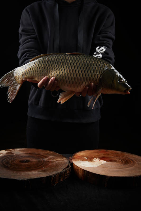 黑色背景被双手捧着的野生大鲤鱼