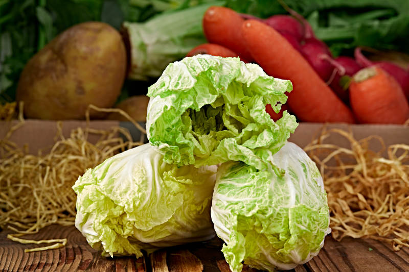 新鮮采摘有機蔬菜娃娃菜