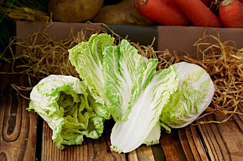 新鮮采摘有機蔬菜娃娃菜