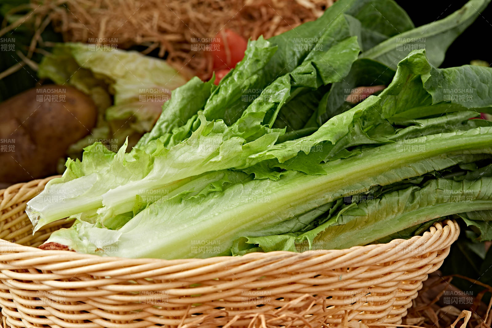 新鮮采摘有機蔬菜油麥菜