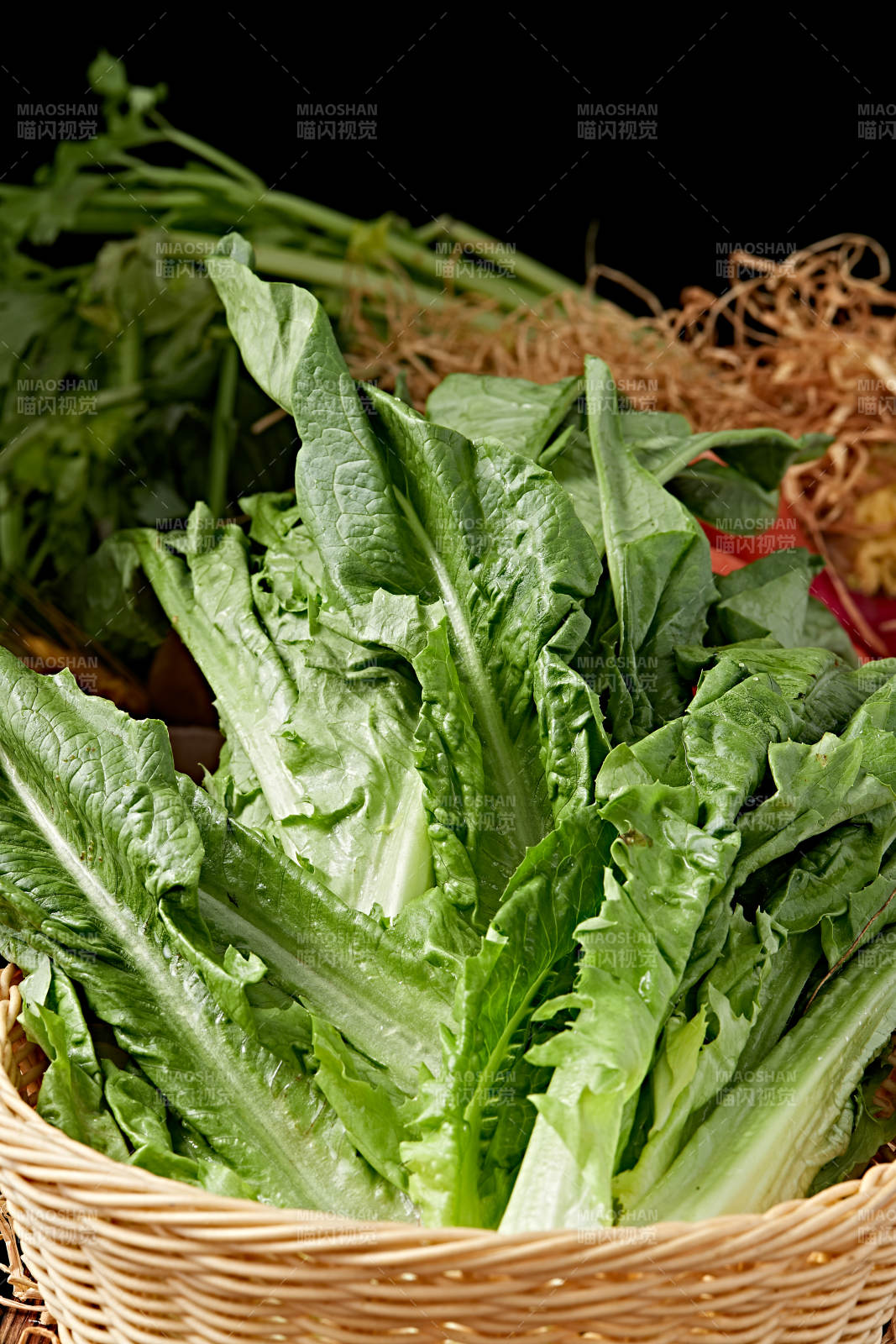 新鲜采摘有机蔬菜油麦菜