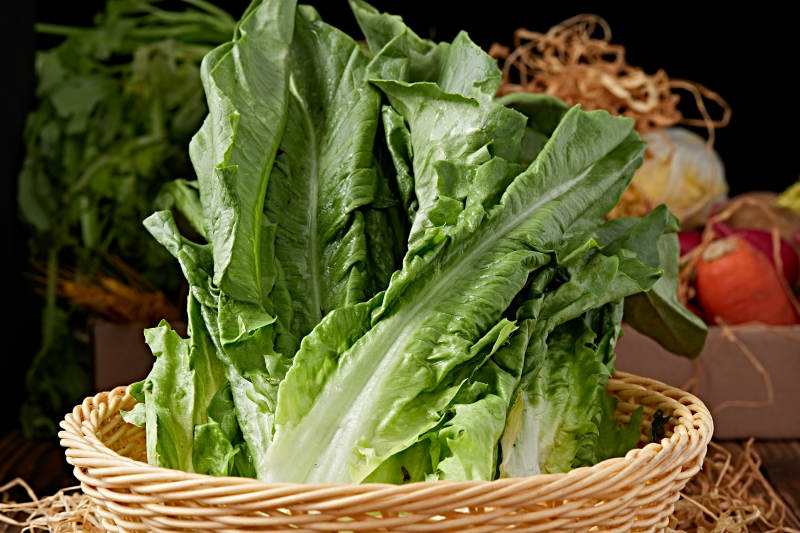 新鲜采摘有机蔬菜油麦菜