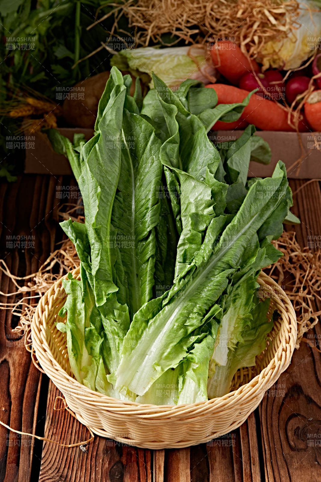 新鮮采摘有機蔬菜油麥菜