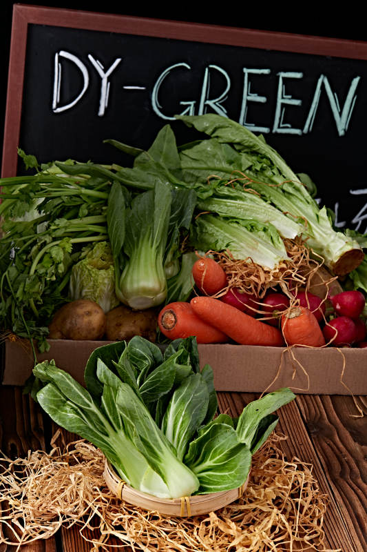 新鮮采摘有機青菜油菜