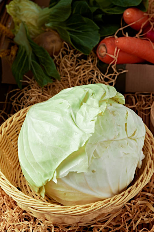 新鲜采摘有机蔬菜圆白菜