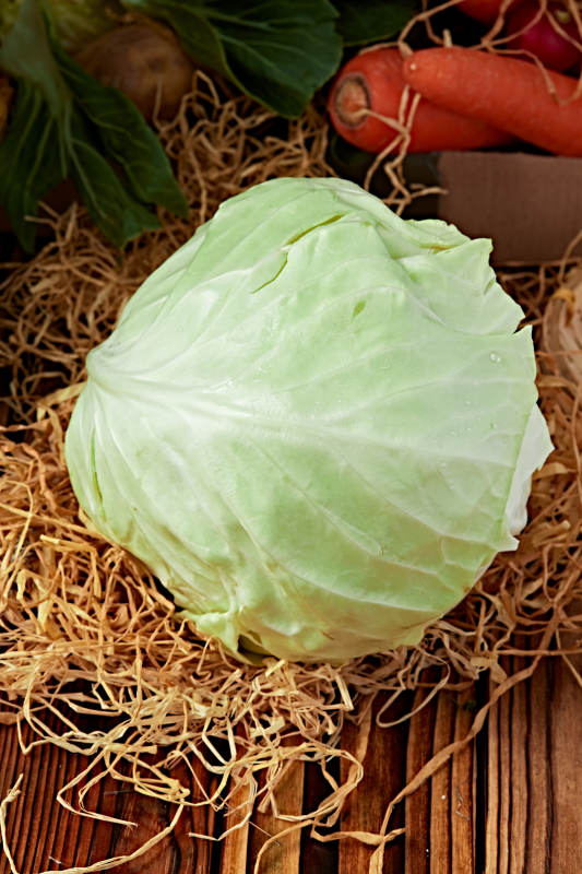 新鲜采摘有机蔬菜圆白菜