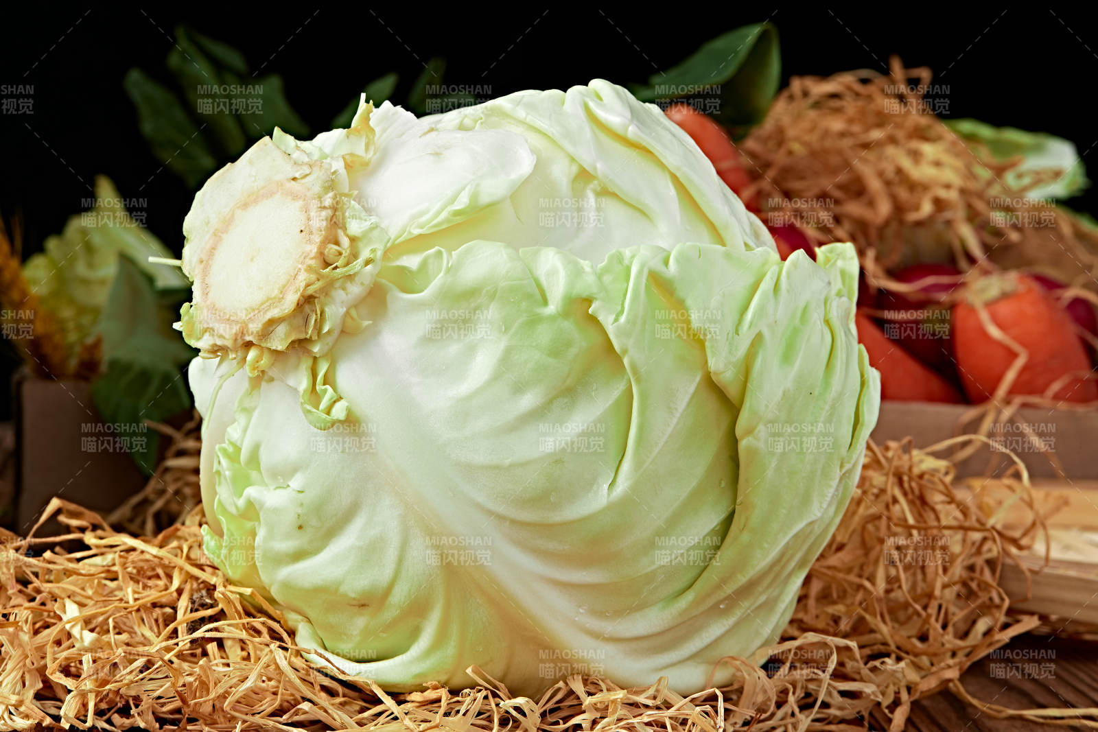 新鮮采摘有機(jī)蔬菜圓白菜