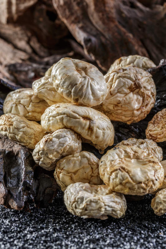 摆放在复杂背景上的坝上脱水干制口蘑