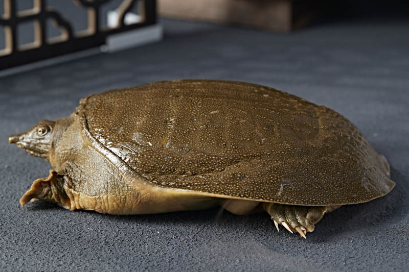 一只生猛鲜活的甲鱼