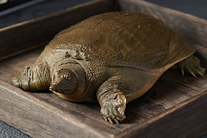 一只生猛鲜活的甲鱼