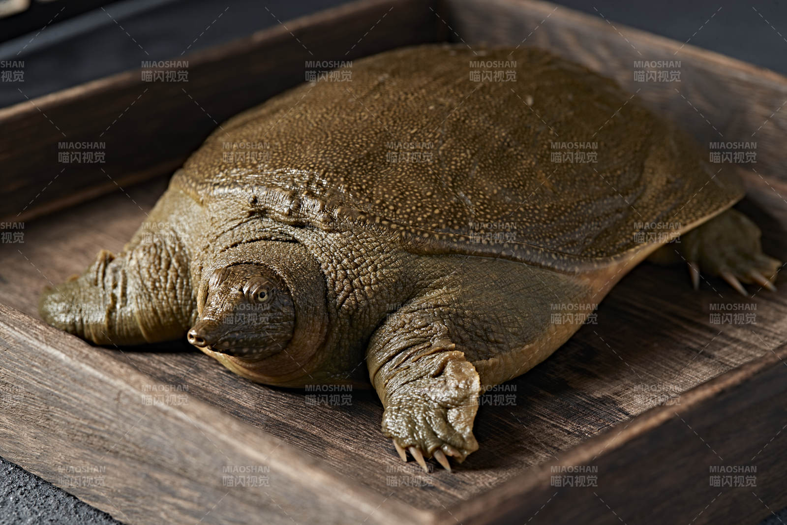 一只生猛鲜活的甲鱼