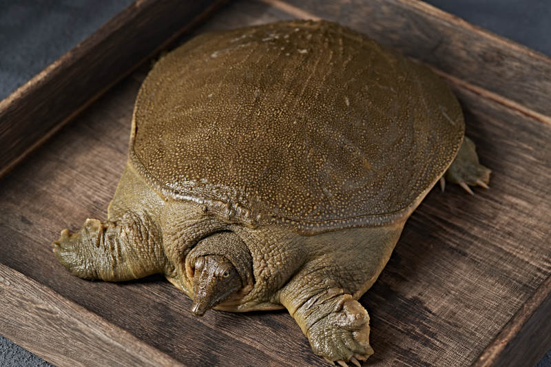 一只生猛鲜活的甲鱼