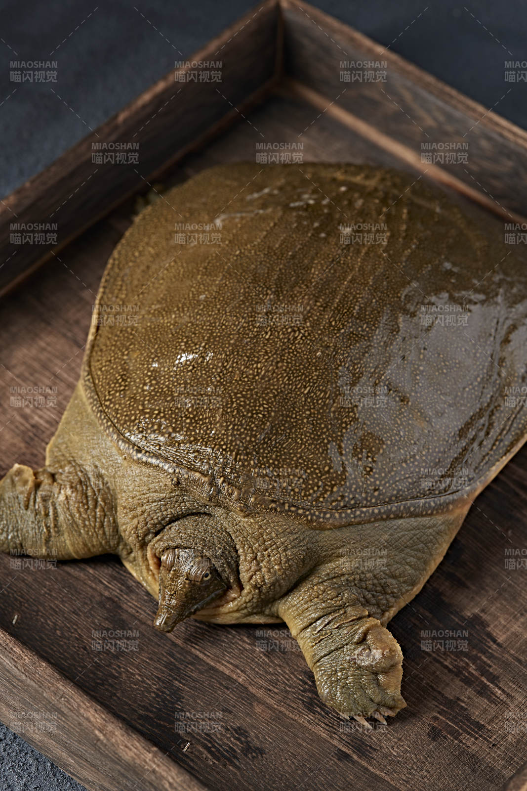 一只生猛鲜活的甲鱼