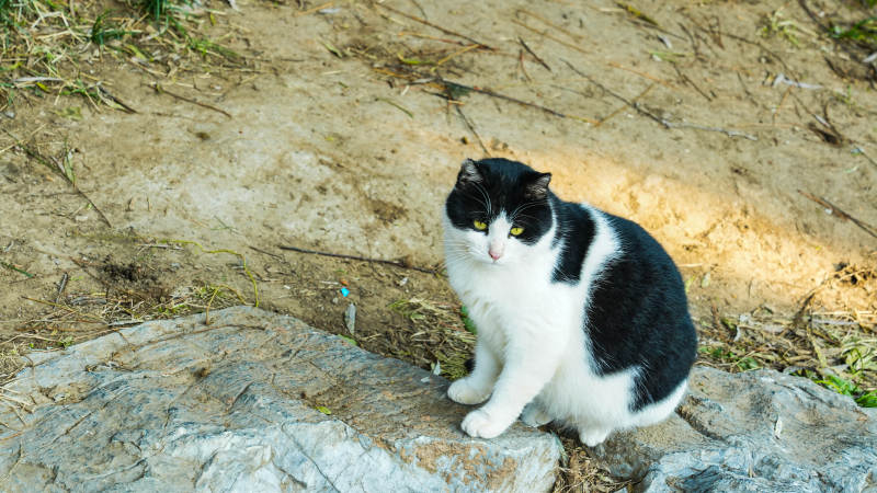 黑白猫静坐石上