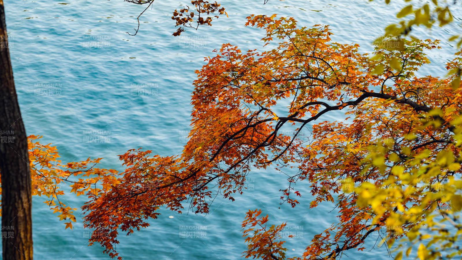 秋叶映湖水-摄影图
