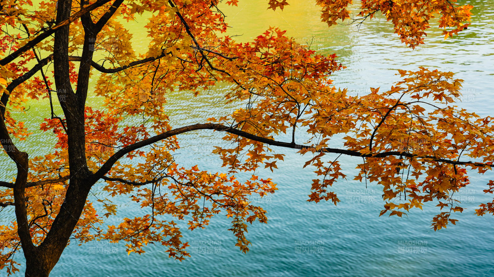 颐和园秋叶映水