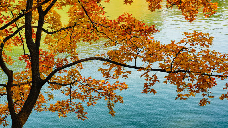 颐和园秋叶映水