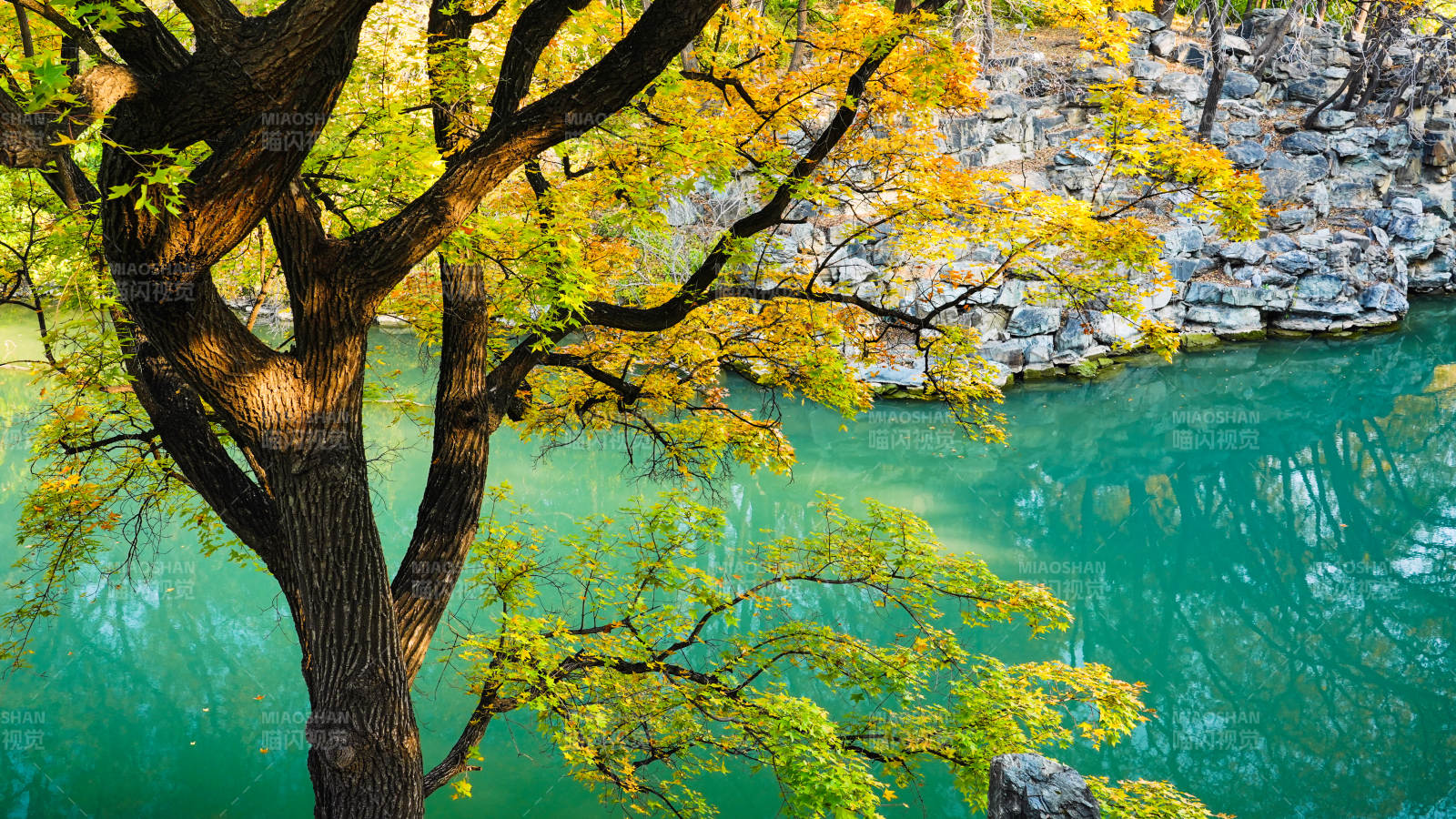 颐和园后湖秋树映碧水