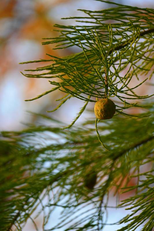 松枝上的小果實