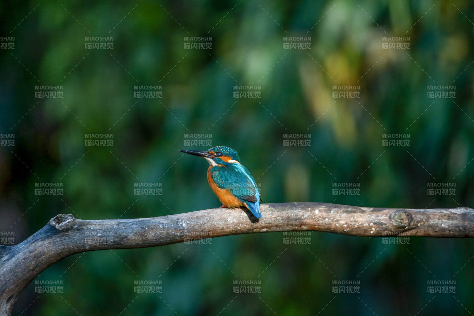 翠鸟栖枝 静谧自然