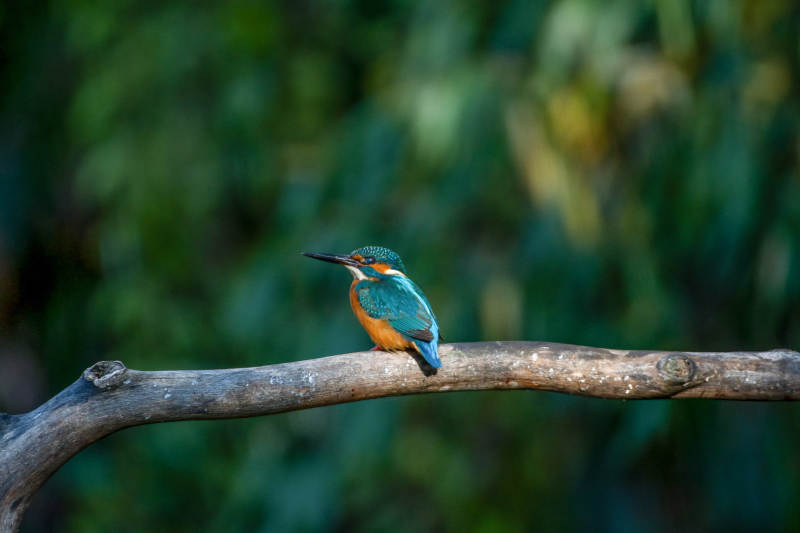 翠鸟栖枝 静谧自然