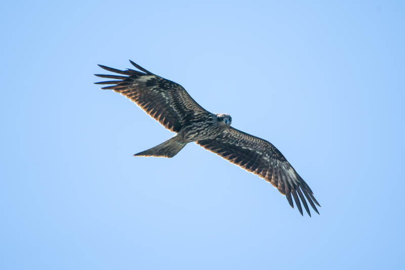 翱翔天际的黑鸢