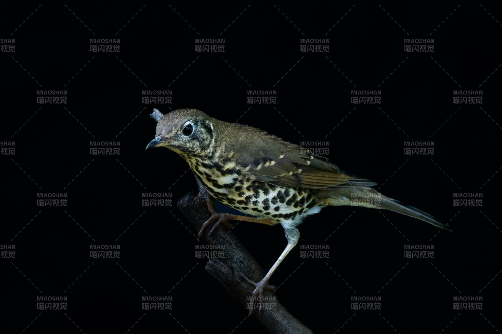 夜色中的宝兴歌鸫