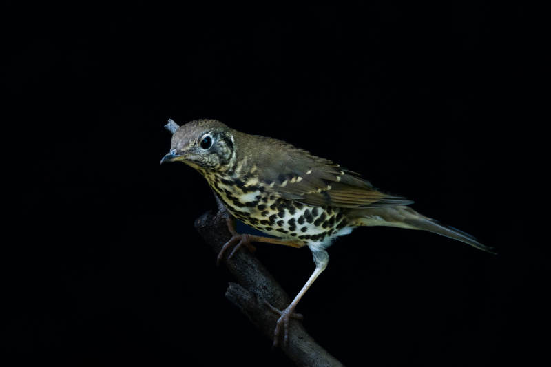 夜色中的宝兴歌鸫