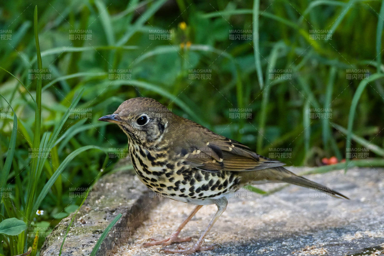 宝兴歌鸫栖息石上