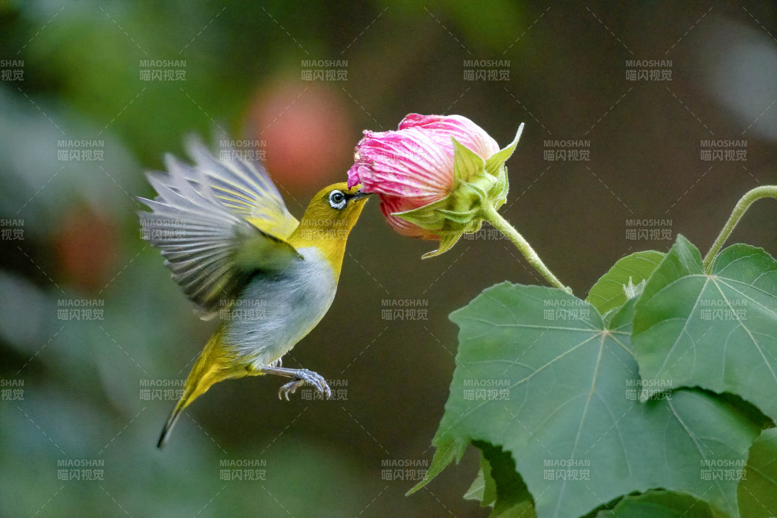 绣眼鸟亲吻粉花