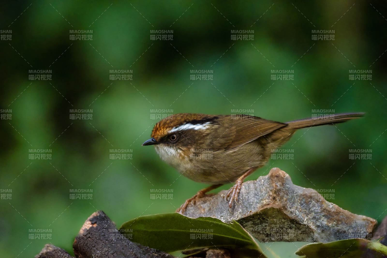 褐胁雀鹛正在觅食