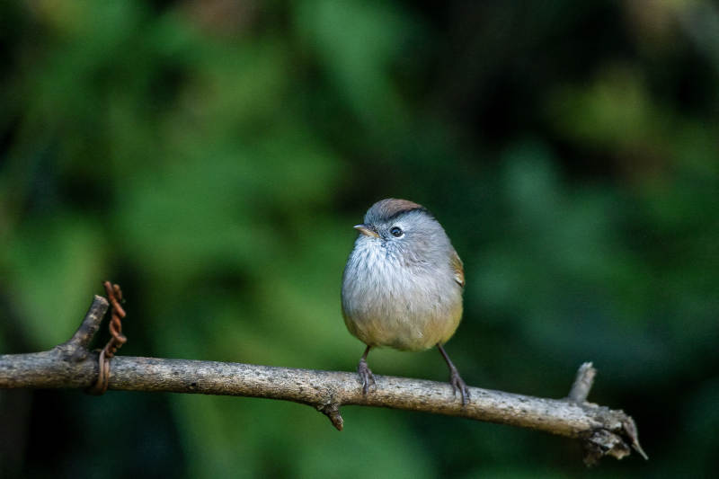 棕头雀鹛栖枝 静谧自然