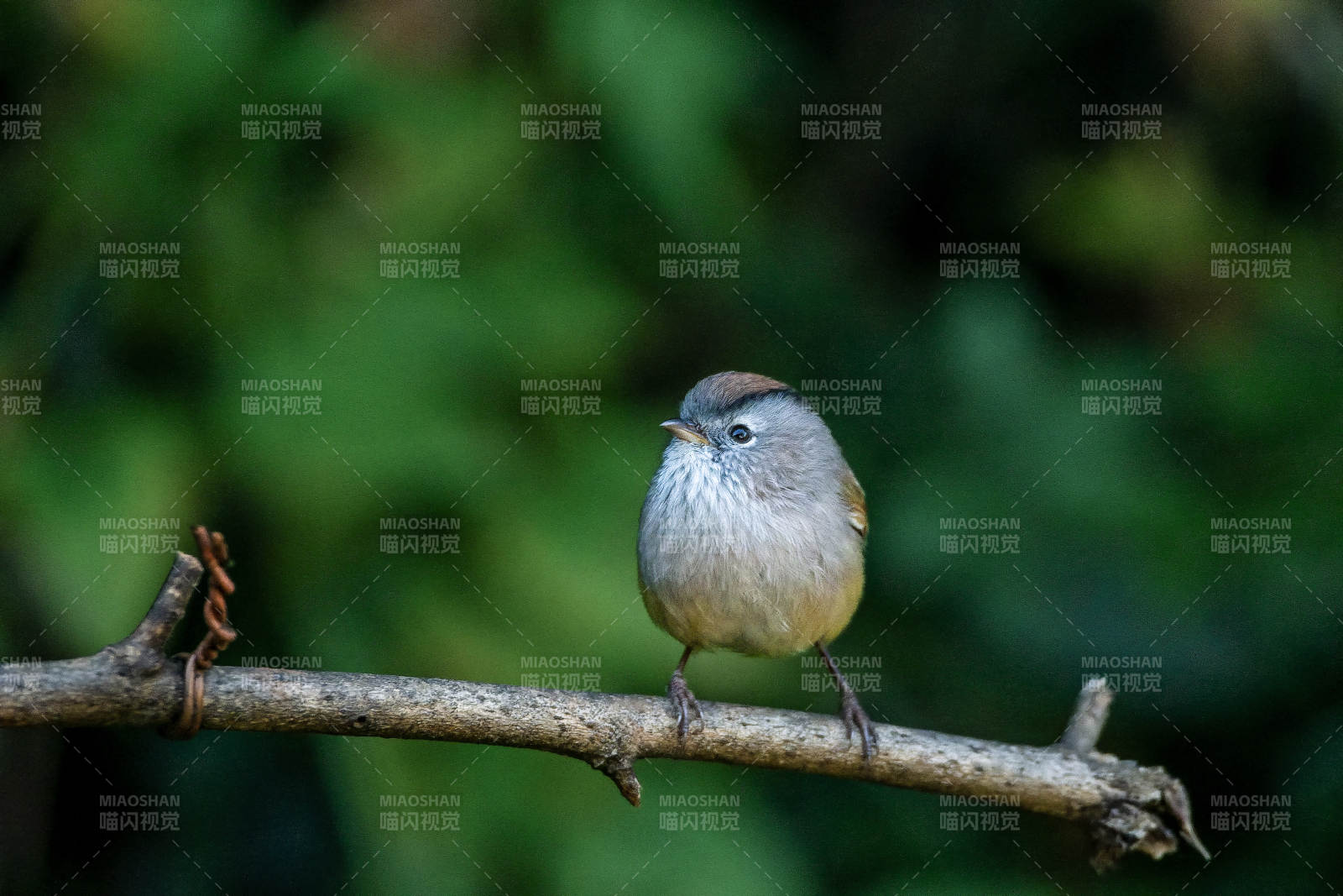 棕头雀鹛栖枝 静谧自然